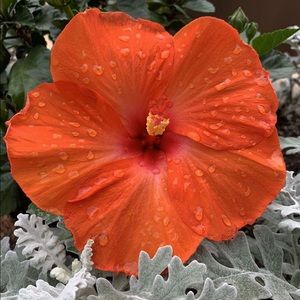 Meet your Posher, Chaneli